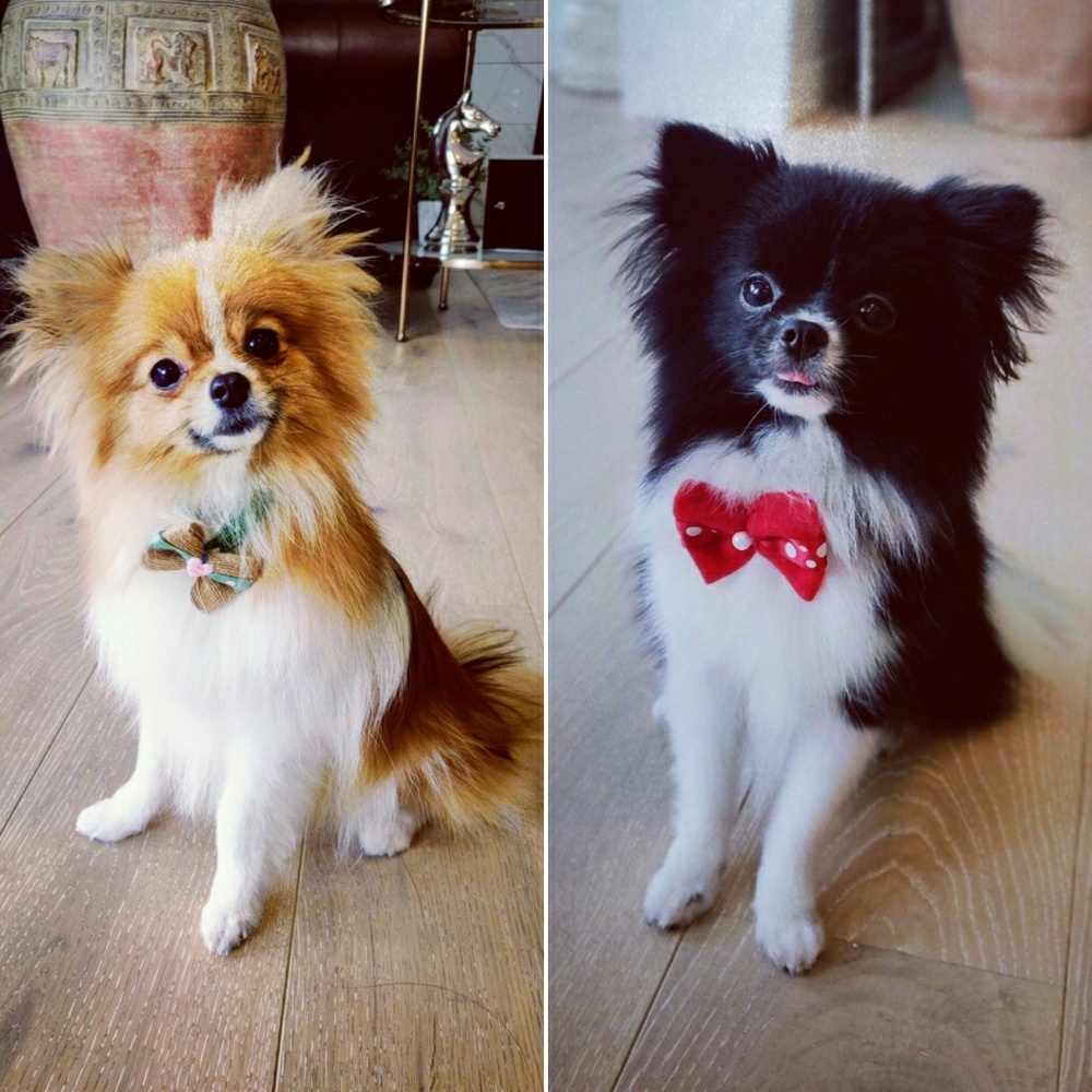 Meet your Posher, Aurora